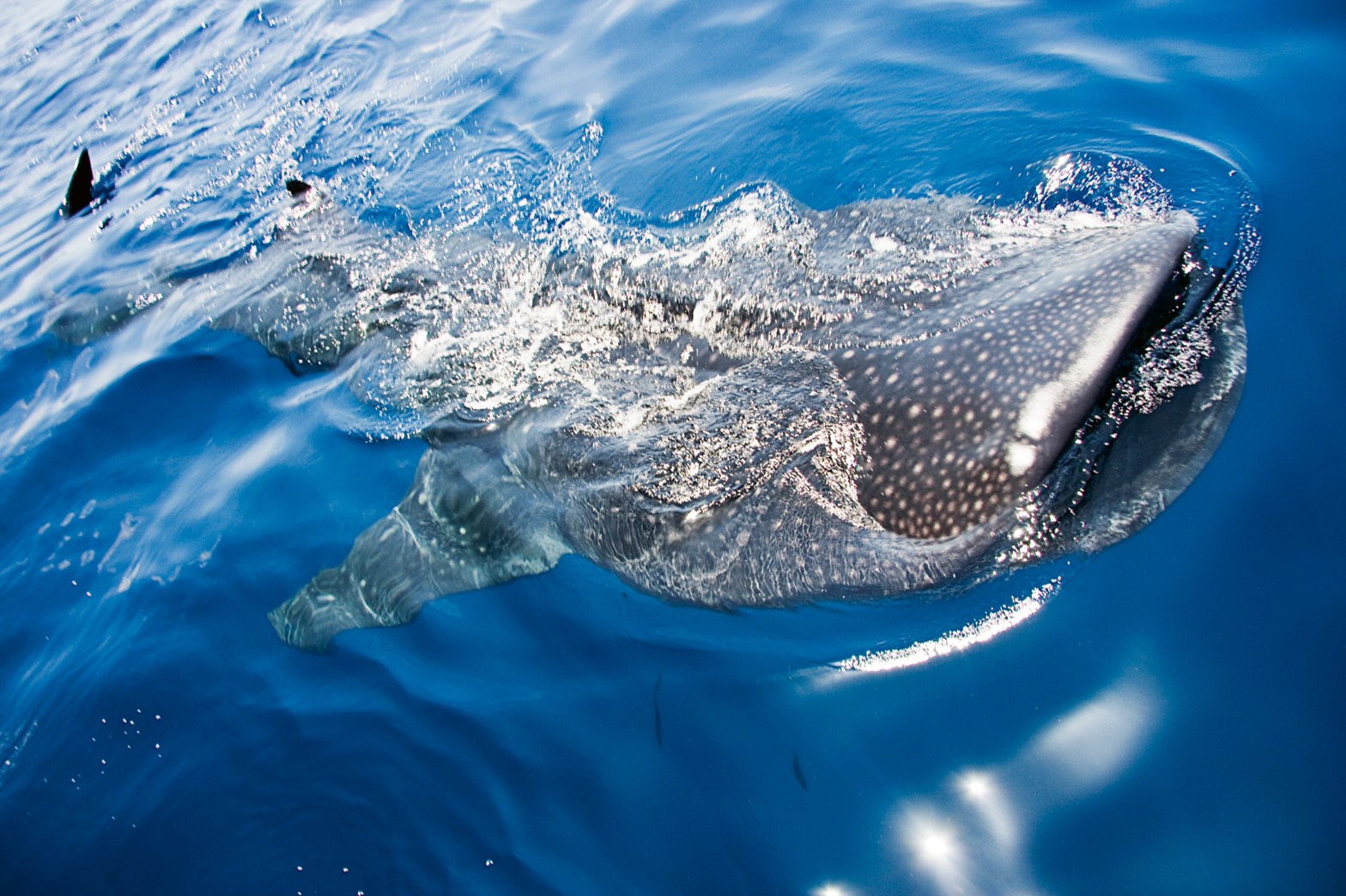 Oris Whale Shark Limited Edition