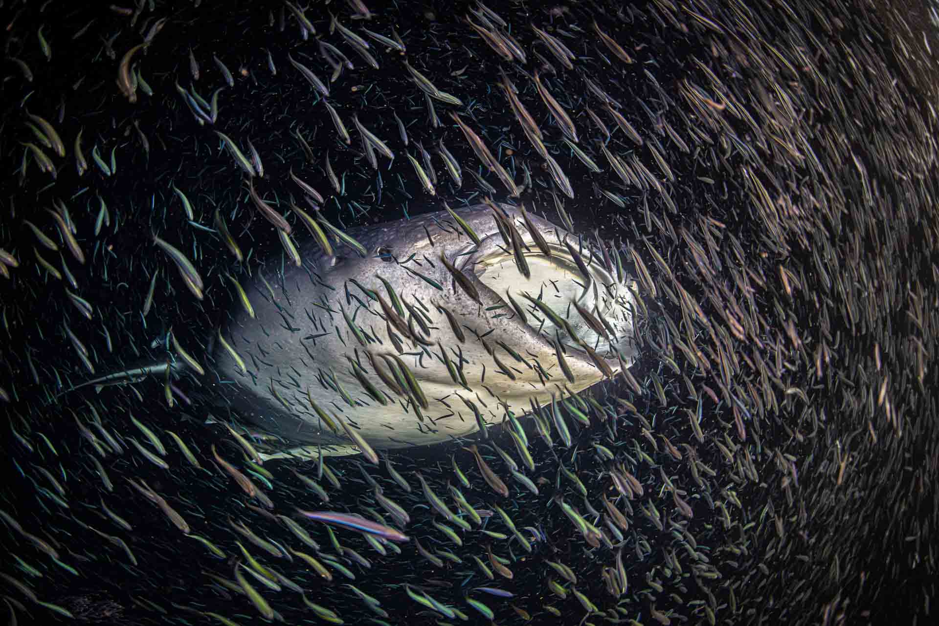 Blancpain Ocean Photographer of the Year Awards 2024